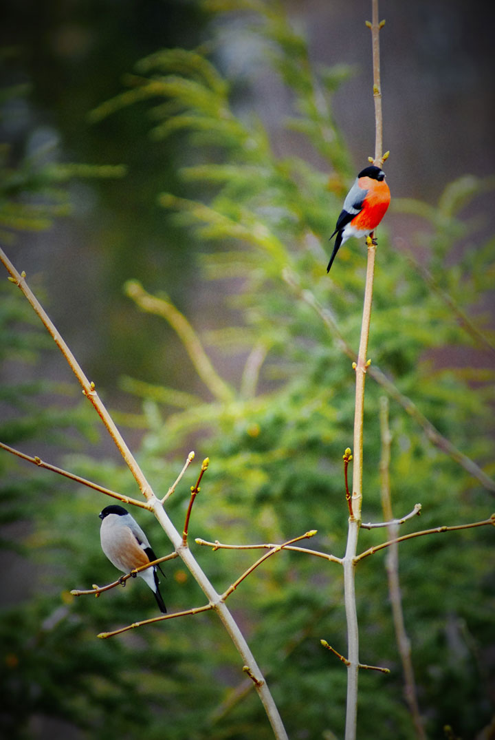 bird pictures on canvas