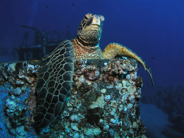 sea turtle photography